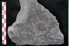 Foto (Detailansicht) von Calamites sp.  (NHMW-GEO-2024-0188-11009)